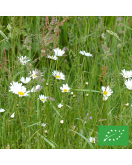 Marguerite des Prés Maikonigin, Reine de Mai