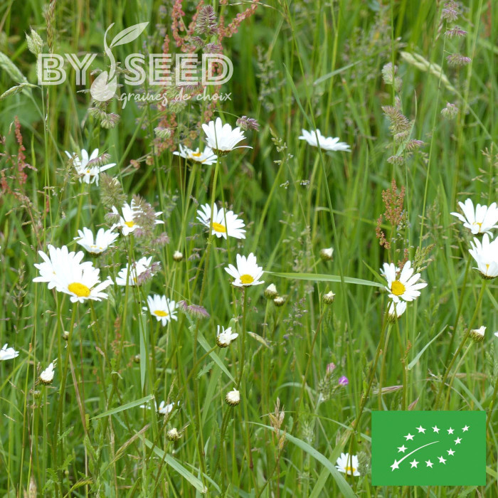 Marguerite des Prés - Leucanthemum vulgare (fleur sauvage) BIO