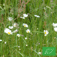 Marguerite des Prés - Leucanthemum vulgare (fleur sauvage) BIO