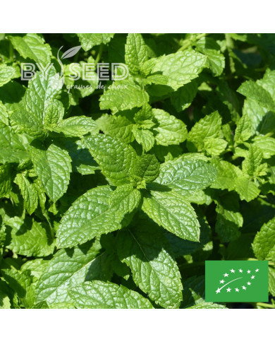 Menthe verte - Mentha spicata BIO