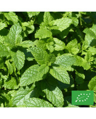 Mertensia maritima Plante huître