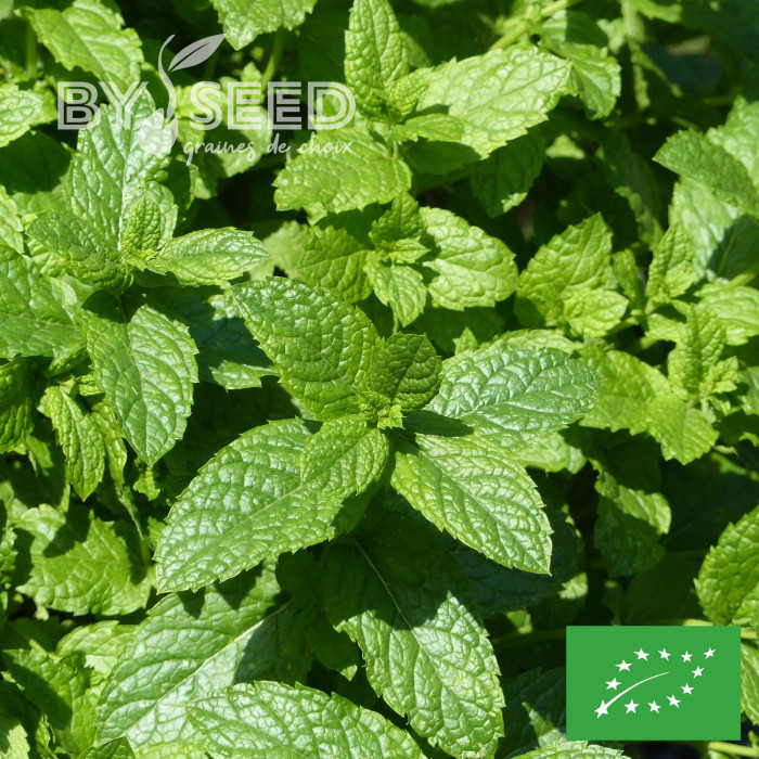 Menthe verte - Mentha spicata BIO