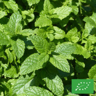 Menthe verte - Mentha spicata BIO