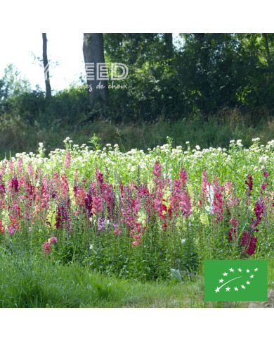 Muflier Bertrand's Giants Mix BIO