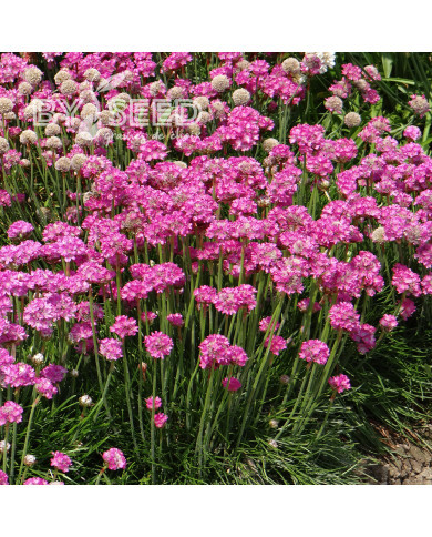 Armeria maritima Splendens rose - Gazon d'Espagne
