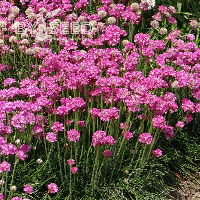 Armeria maritima Splendens rose - Gazon d'Espagne