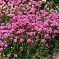 Armeria maritima Splendens rose - Gazon d'Espagne
