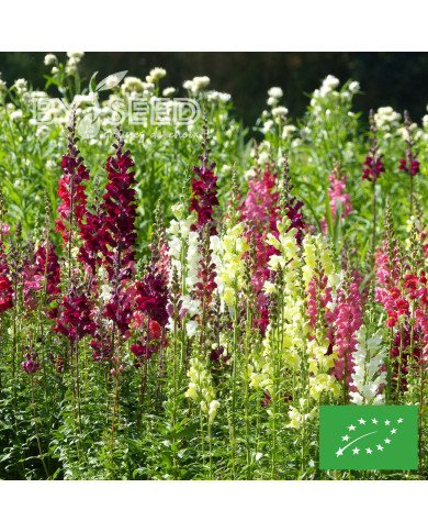 Muflier Bertrand's Giants Mix BIO