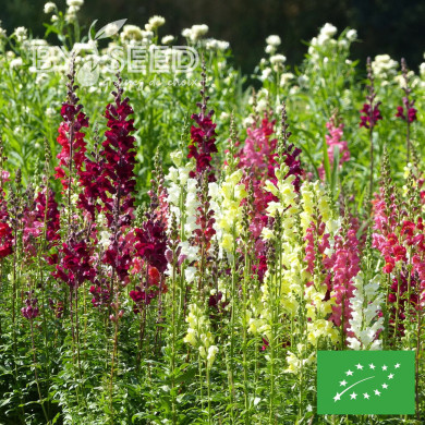 Muflier Bertrand's Giants Mix BIO