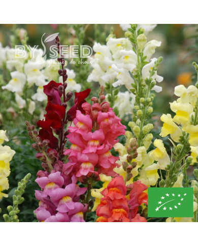 Muflier Bertrand's Giants Mix BIO