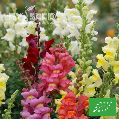 Muflier Bertrand's Giants Mix BIO