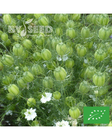 Nigelle de Damas Blanche à capsule verte BIO - Albion Green Pod