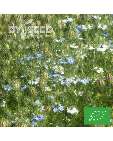 Nigelle de Damas Mixed BIO
