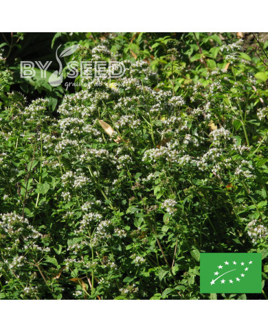 Origan - Marjolaine vivace BIO