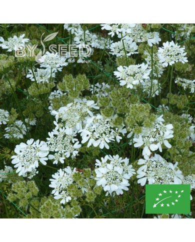 Orlaya grandiflora BIO