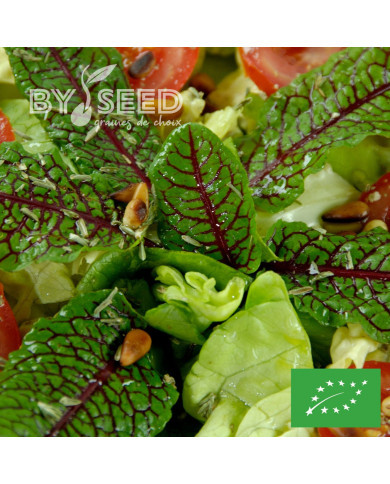 Oseille sanguine BIO - Rumex sanguineus