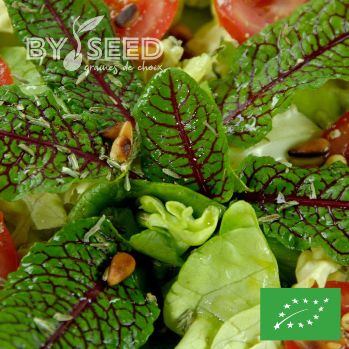 Oseille sanguine BIO - Rumex sanguineus