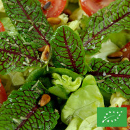 Oseille sanguine BIO - Rumex sanguineus