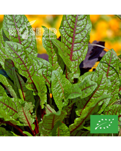 Oseille sanguine BIO - Rumex sanguineus