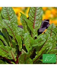 Oseille bronze - Rumex flexuosus