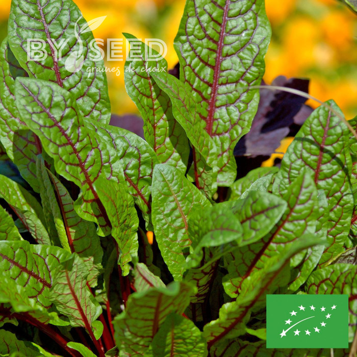Oseille sanguine BIO - Rumex sanguineus