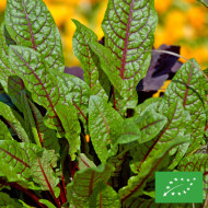 Oseille sanguine BIO - Rumex sanguineus