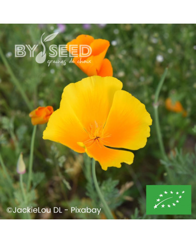 Pavot de californie Aurantiaca orange BIO