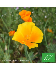 Giroflée de Sibérie Yellow - Erysimum allionii