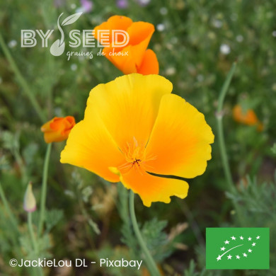 Pavot de californie Aurantiaca orange BIO