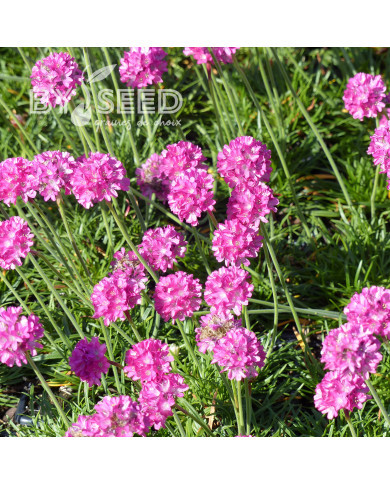 Armeria maritima Splendens rose - Gazon d'Espagne