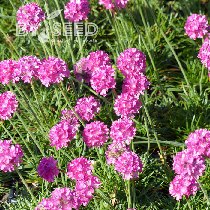 Armeria maritima Splendens rose - Gazon d'Espagne