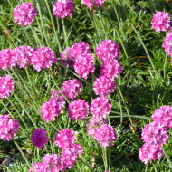 Armeria maritima Splendens rose - Gazon d'Espagne