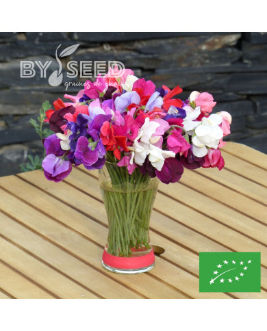 Pois de senteur Spencer Mix BIO