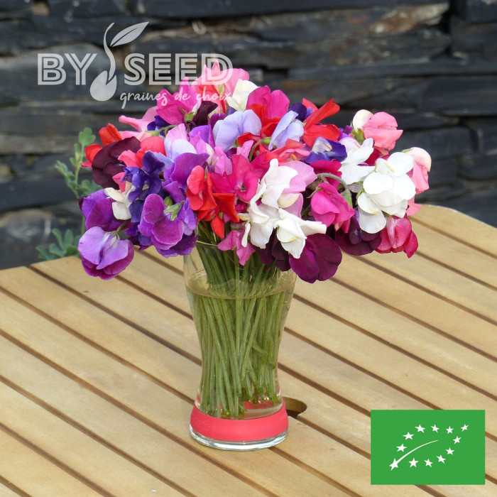 Pois de senteur Spencer Mix BIO