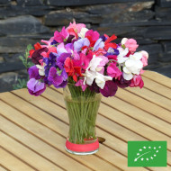 Pois de senteur Spencer Mix BIO