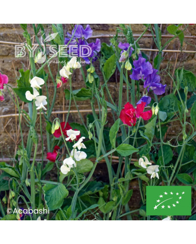 Pois de senteur Spencer Mix BIO