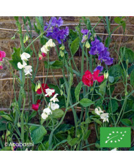 Pois de Senteur Spencer Midnight