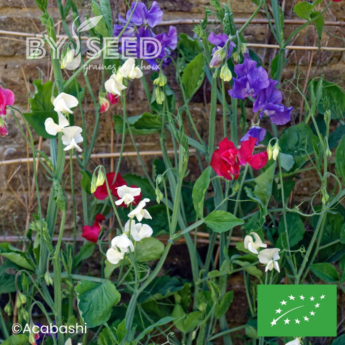 Pois de senteur Spencer Mix BIO