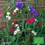 Pois de senteur Spencer Mix BIO