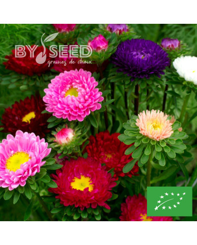 Reine-Marguerite Matsumoto Field-grown Mix BIO