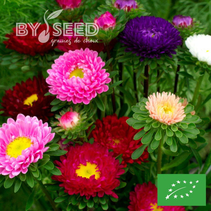 Reine-Marguerite Matsumoto Field-grown Mix BIO