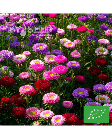 Reine-Marguerite Matsumoto Field-grown Mix BIO