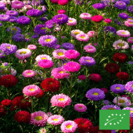 Reine-Marguerite Matsumoto Field-grown Mix BIO