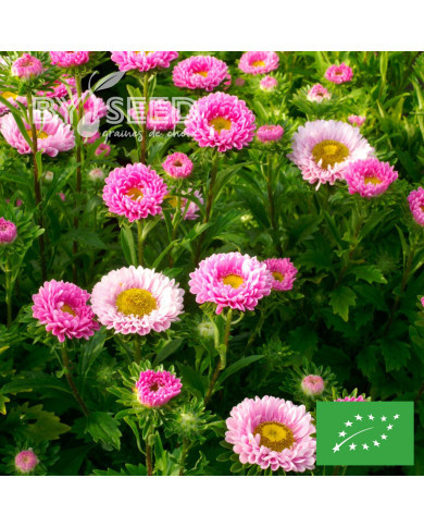 Reine-marguerite Matsumoto Pink BIO