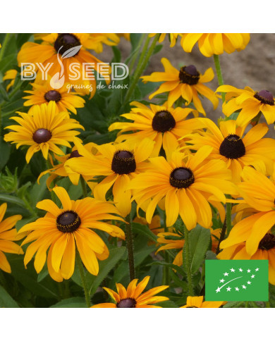 Rudbéckia Marmalade BIO