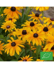 Rudbéckia Marmalade