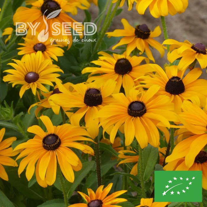 Rudbéckia Marmalade BIO