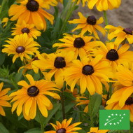 Rudbéckia Marmalade BIO