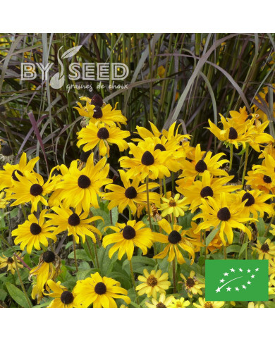 Rudbéckia Marmalade BIO