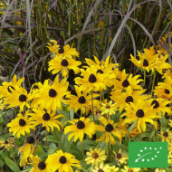 Rudbéckia Marmalade BIO